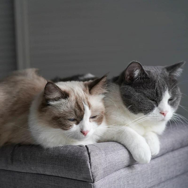 Ottoman With Cat Bed