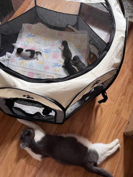Oxford Grey Canvas Playpen Foldable Cat Tent