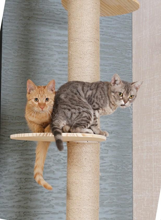 Solid Wood Cat Tower Pole Scratcher Condo