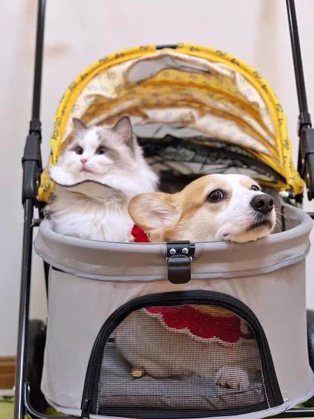 Pet Stroller Dog/Cat Stroller Cat Training Outdoor