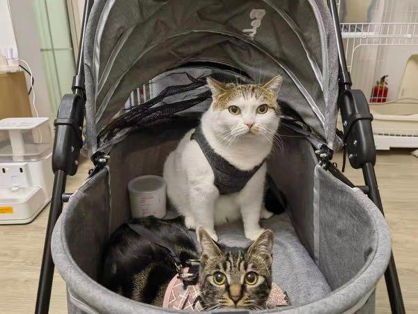 Pet Stroller Dog/Cat Stroller Cat Training Outdoor